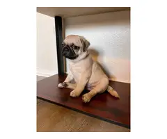 8 weeks old adorable Pug puppies for sale - 7