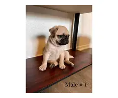 8 weeks old adorable Pug puppies for sale - 8