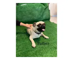 8 weeks old adorable Pug puppies for sale - 9