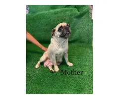 8 weeks old adorable Pug puppies for sale - 10