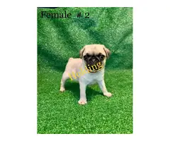 8 weeks old adorable Pug puppies for sale - 11