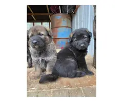 Caucasian Shepherd Puppies for Sale - 3
