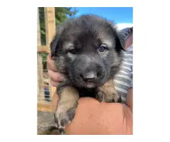 Caucasian Shepherd Puppies for Sale - 5