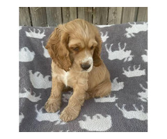 Beautiful Cocker Spaniel puppies in need of a loving home
