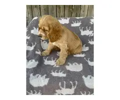 Beautiful Cocker Spaniel puppies in need of a loving home - 2