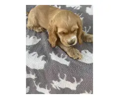 Beautiful Cocker Spaniel puppies in need of a loving home - 3