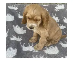 Beautiful Cocker Spaniel puppies in need of a loving home - 4
