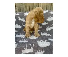 Beautiful Cocker Spaniel puppies in need of a loving home - 5