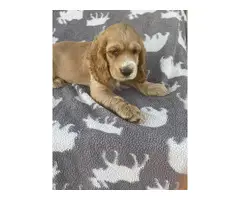 Beautiful Cocker Spaniel puppies in need of a loving home - 6