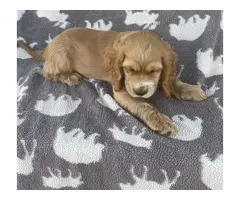 Beautiful Cocker Spaniel puppies in need of a loving home - 7