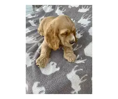 Beautiful Cocker Spaniel puppies in need of a loving home - 8