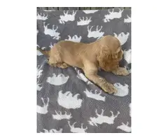 Beautiful Cocker Spaniel puppies in need of a loving home - 9