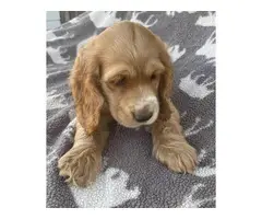 Beautiful Cocker Spaniel puppies in need of a loving home - 10