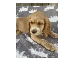 Beautiful Cocker Spaniel puppies in need of a loving home - 11