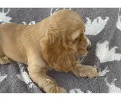 Beautiful Cocker Spaniel puppies in need of a loving home - 13