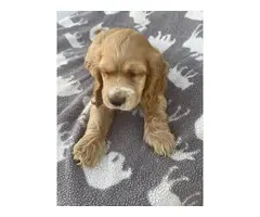 Beautiful Cocker Spaniel puppies in need of a loving home - 14