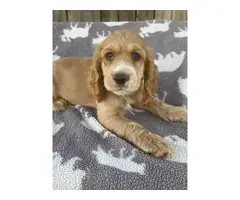 Beautiful Cocker Spaniel puppies in need of a loving home - 15