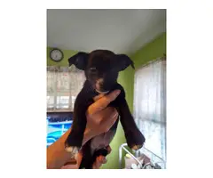 Chihuahua puppies needing a new home - 4