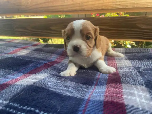 Full Blooded Cavalier King Charles Spaniel Puppies for Sale - 1/4