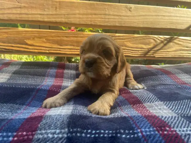 Full Blooded Cavalier King Charles Spaniel Puppies for Sale - 2/4
