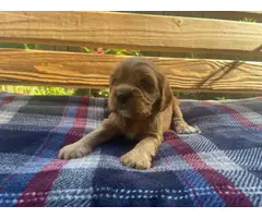 Full Blooded Cavalier King Charles Spaniel Puppies for Sale