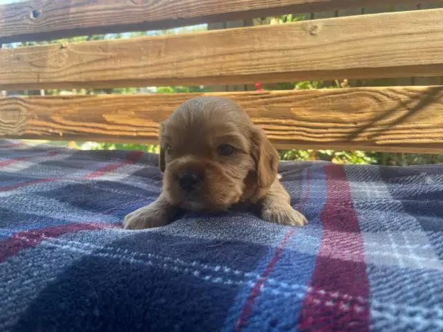 Full Blooded Cavalier King Charles Spaniel Puppies for Sale - 3/4