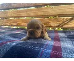 Full Blooded Cavalier King Charles Spaniel Puppies for Sale - 3