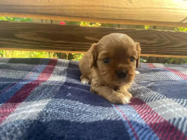 Full Blooded Cavalier King Charles Spaniel Puppies for Sale - 4/4