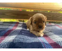 Full Blooded Cavalier King Charles Spaniel Puppies for Sale - 4