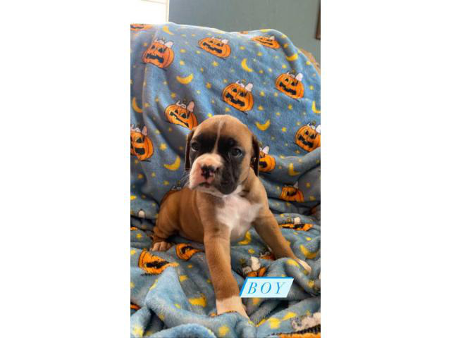 4 Purebred Boxer Puppies for Sale El Paso - Puppies for Sale Near Me