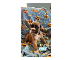 4 Purebred Boxer Puppies for Sale