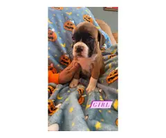 4 Purebred Boxer Puppies for Sale - 5