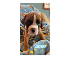 4 Purebred Boxer Puppies for Sale - 7