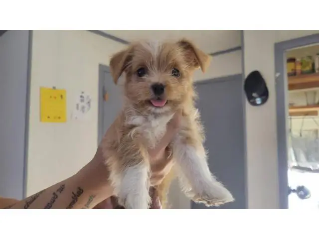 4 beautiful Shorkie babies available - 1/7