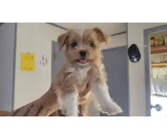 4 beautiful Shorkie babies available