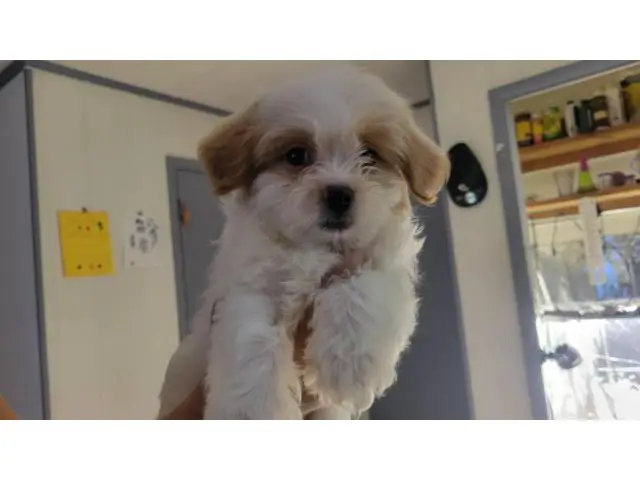 4 beautiful Shorkie babies available - 4/7