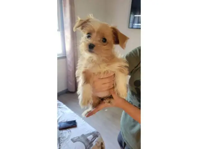 4 beautiful Shorkie babies available - 6/7