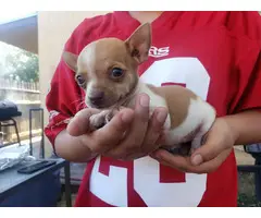 Chihuahua Minpin Puppies