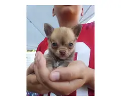 Chihuahua Minpin Puppies - 3