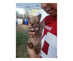 Chihuahua Minpin Puppies - 4