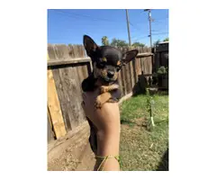 Chihuahua Minpin Puppies - 7