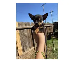 Chihuahua Minpin Puppies - 8