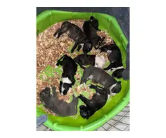 6 Puppies Looking for Homes - 2