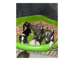 6 Puppies Looking for Homes - 4