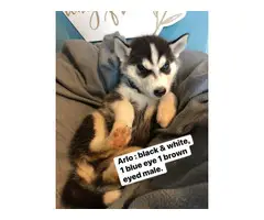 AKC Husky puppies for sale - 4