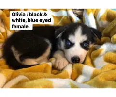 AKC Husky puppies for sale - 6