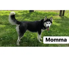 AKC Husky puppies for sale - 9