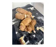 4 Mini Goldendoodle Puppies for sale - 2
