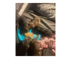 5 adorable Yoranian puppies