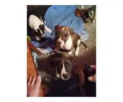3 Pit bull puppies